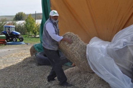 Bu yıl samana yatırım yapan kazandı