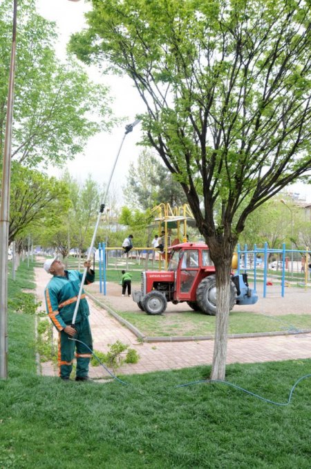 Budanan Ağaç Dalları İhtiyaç Sahiplerine Veriliyor