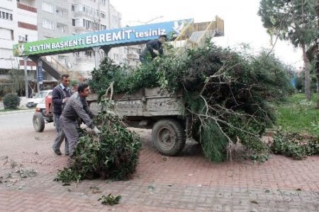 Budanan Ağaçlar Dar Gelirlilere Yakacak Oluyor