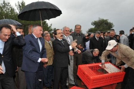 Buğdayları süneden keklikler koruyacak