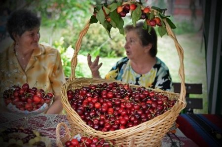 Bulgaristan'daki kiraz bayramı renkli görüntülere sahne oldu