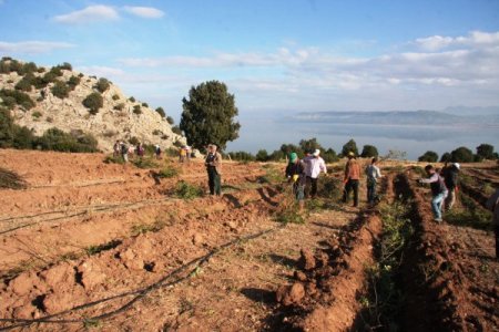 Burdur Gölü'nde su çekilmesinin önüne gül üretimiyle geçilecek
