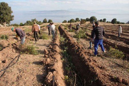 Burdur Gölü'nde su çekilmesinin önüne gül üretimiyle geçilecek