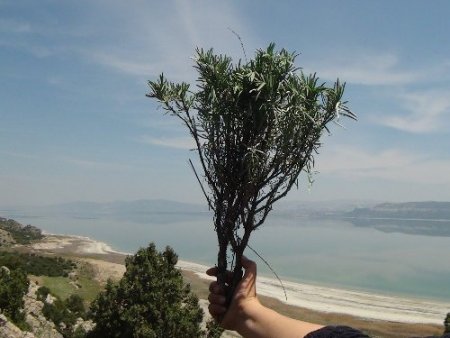 Burdur Gölü'ndeki çekilmeye lavanta çözümü