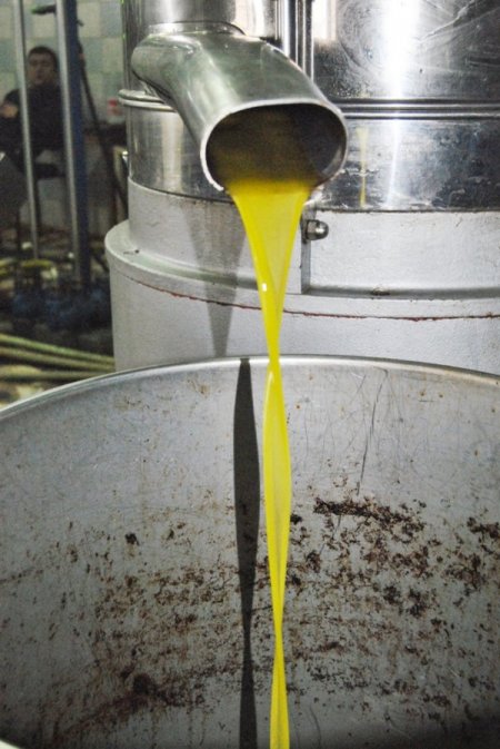 Burhaniye Ziraat Odası Başkanı Duman: Zeytinyağı En Kötü Dönemini Yaşıyor