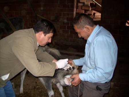 Burhaniye’de 5 bin yetişkin sığıra brusella aşısı yapılacak