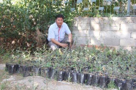 Burhaniye'de geçen sene ekilen meşe palamutları filiz verdi