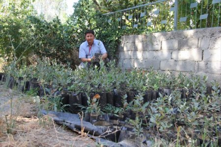 Burhaniye'de geçen sene ekilen meşe palamutları filiz verdi