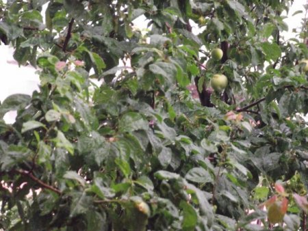 Burhaniye'ye Ceviz Büyüklüğündeki Dolu Yağdı