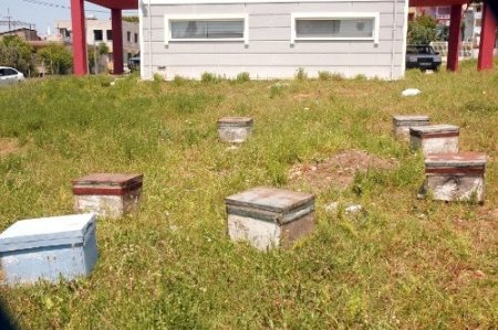 Bürokrasiye takılan 112 istasyonunun bahçesine arı kovanları konuldu