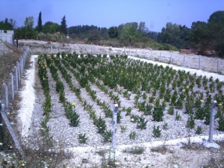 Bursa İl Özel İdaresi’nin Doğal Arıtma Projesi örnek olarak anlatılıyor