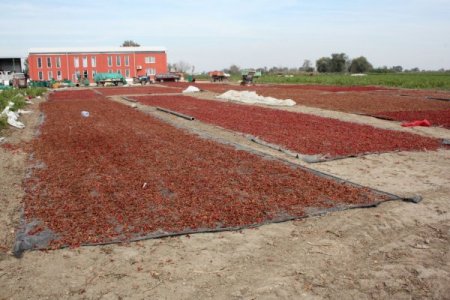 Bursa Özel İdaresi 3 buçuk milyon liraya toz kırmızı biber tesisi kuruyor