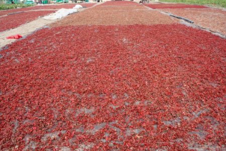 Bursa Özel İdaresi 3 buçuk milyon liraya toz kırmızı biber tesisi kuruyor