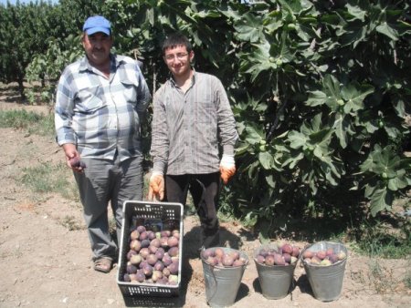 Bursa Siyahı İncirinde Zamansız İhracat Zararı