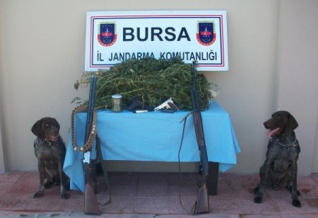 Bursa’da 4 bin 500 kilogram esrar ele geçirildi