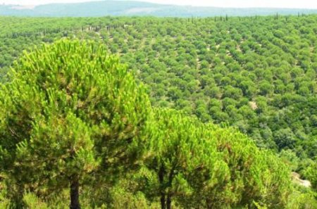 Bursa'da Fıstıkçamı Kozalağı Fiyatı 4,56 Liraya Çıktı