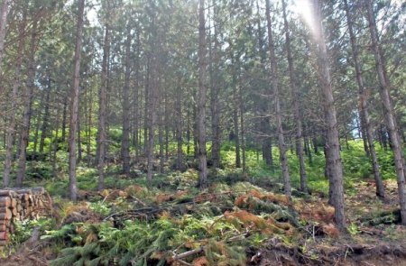 Bursa’da Genç Ormanlar Bakıma Alındı