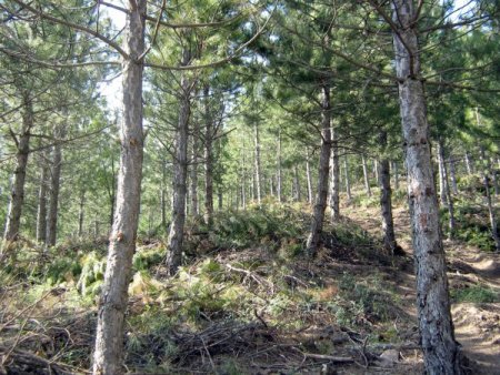 Bursa’da Genç Ormanlar Bakıma Alındı