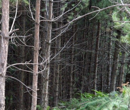 Bursa’da Genç Ormanlar Bakıma Alındı