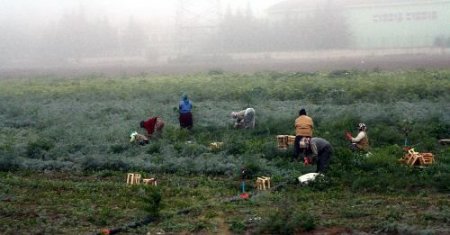 Bursa'da Yoğun Sisin Ardından Güneşli Hava Etkili Oldu