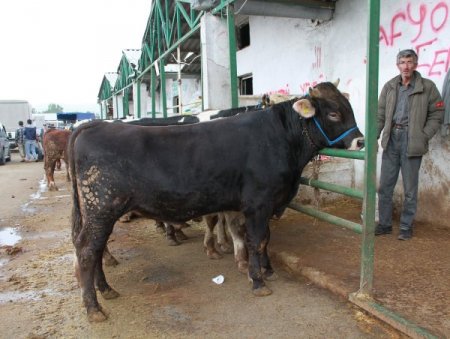 Bursa'daki kurbanlık satıcıları satışların azlığından dert yandı