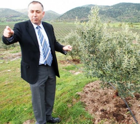 Bursalı Tekstilci Manisa’da Organik Zeytin Çiftliği Kurdu