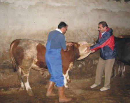 Büyükbaş hayvanlar şap hastalığına karşı aşılanacak