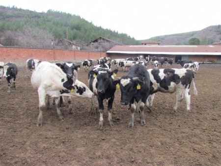 Büyükbaş hayvanlar şap hastalığına karşı aşılanacak