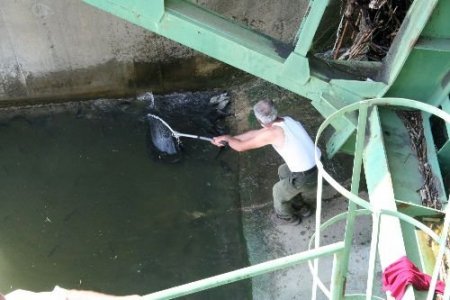 Büyükçekmece'de Milyonlarca Balık Ölümle Burun Buruna