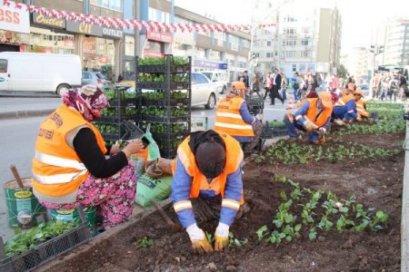 Büyükşehir Belediyesi, yıl sonuna kadar 1 milyon çiçek dikecek