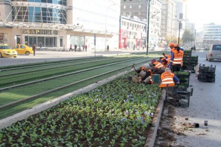 Büyükşehir Belediyesi, yıl sonuna kadar 1 milyon çiçek dikecek