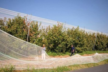 Büyükşehir Belediyesi Kiraz Üreticisine Destek Veriyor