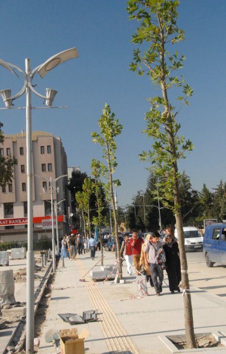 Büyükşehir belediyesi şehir merkezini ağaçlandırıyor