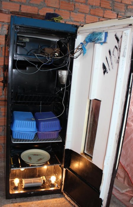 Buzdolabını kuluçka makinası yaptı