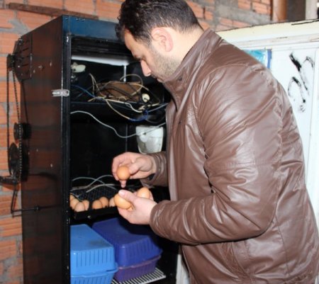 Buzdolabını kuluçka makinası yaptı