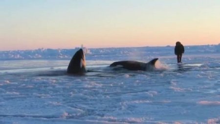 Buzulda sıkışan katil balinalar kurtarılmayı bekliyor