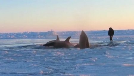 Buzulda sıkışan katil balinalar kurtarılmayı bekliyor