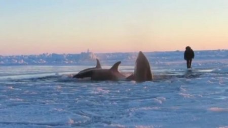 Buzulda sıkışan katil balinalar kurtarılmayı bekliyor