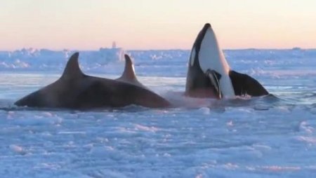 Buzulda sıkışan katil balinalar kurtarılmayı bekliyor