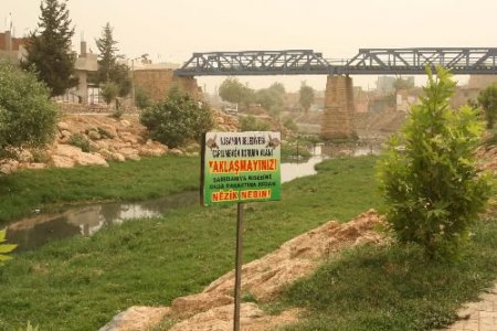 Çağ Çağ Deresi'ndeki Kaplumbağalar Koruma Altına Alındı