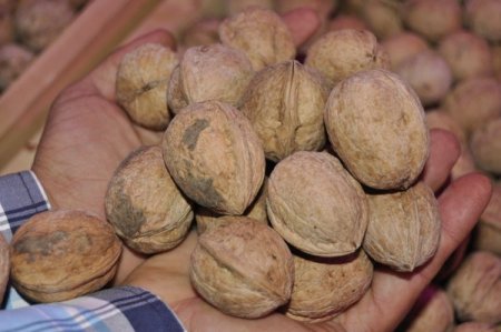 Çağlayancerit'te ceviz festivali yapıldı