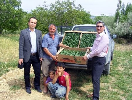 Çağlayancerit'te salçalık biber fidesi dağıtıldı