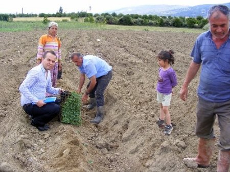 Çağlayancerit'te salçalık biber fidesi dağıtıldı