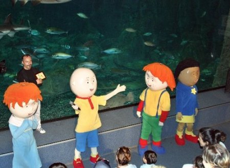 Caillou, köpek balıklarıyla yüzdü