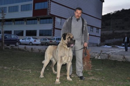 Çalınan Köpeğini 6 Ay Sonra Buldu