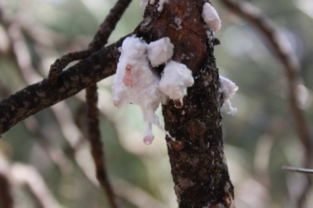 Çam balının geleceği araştırılıyor