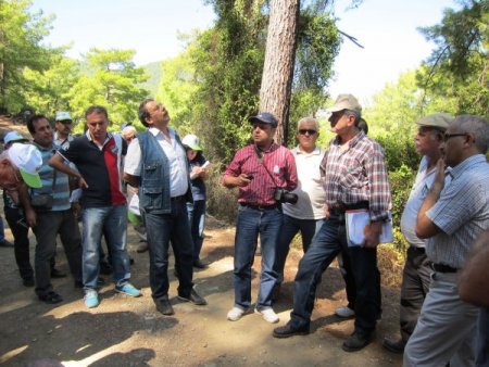 Çam balının geleceği araştırılıyor