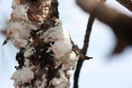 Çam balının geleceği araştırılıyor
