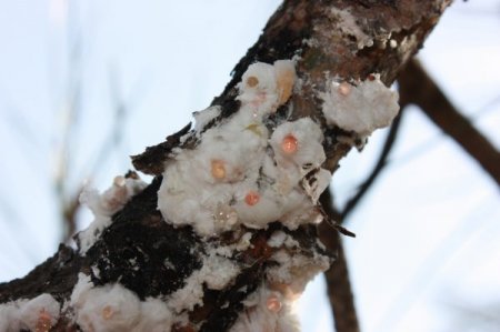 Çam balının geleceği araştırılıyor