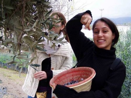 Çamcı Zeytin Hasat Şenliğine Hazırlanıyor